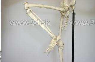 Skeleton poses 0046