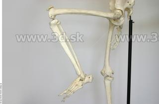 Skeleton poses 0048