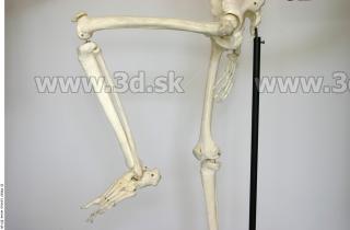 Skeleton poses 0049