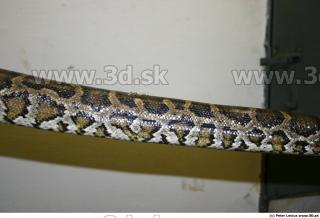 Snake 0055