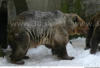 Bear2 0043