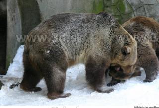 Bear2 0044