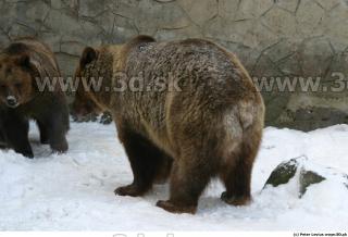 Bear2 0051