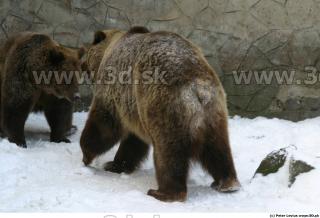 Bear2 0052