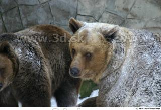 Bear2 0054