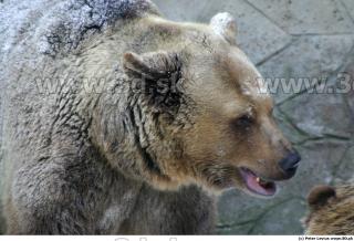 Bear2 0083