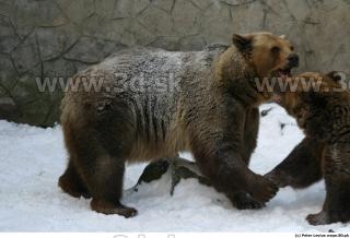 Bear2 0096