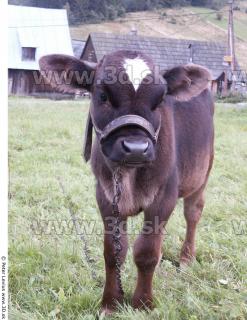 Calf 0051