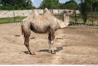 Camel 0012