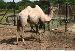 Camel 0015