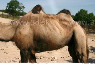 Camel 0036