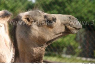 Camel 0046