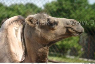 Camel 0047