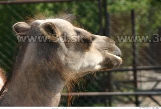 Camel 0053