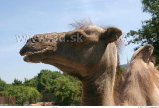 Camel 0092