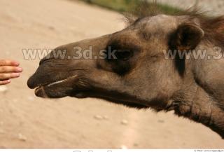 Camel 0093