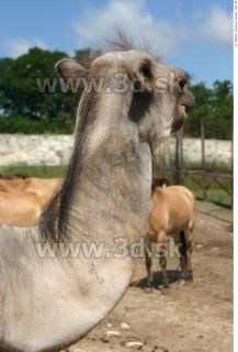 Camel 0119