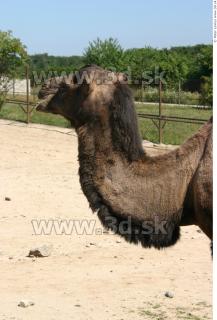 Camel 0146