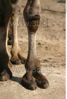 Camel 0149