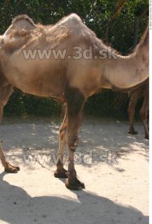 Camel 0178