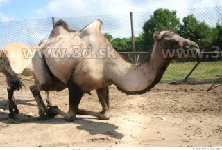 Camel poses 0002