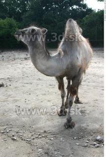 Camel poses 0004