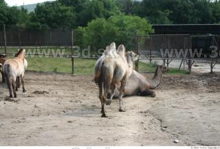 Camel poses 0009