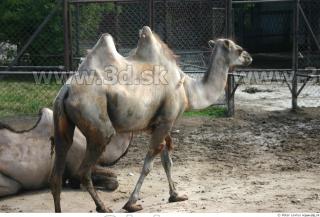 Camel poses 0010