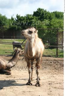 Camel poses 0018