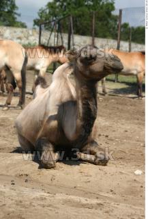 Camel poses 0020