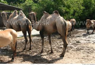 Camel poses 0064