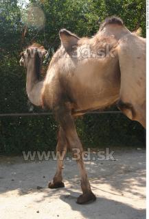 Camel poses 0065