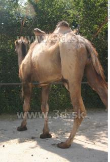 Camel poses 0066