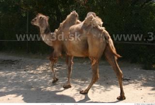 Camel poses 0067