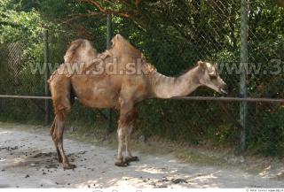 Camel poses 0071