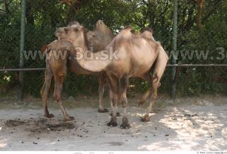 Camel poses 0075