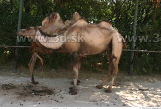 Camel poses 0076