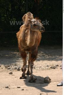 Camel poses 0077