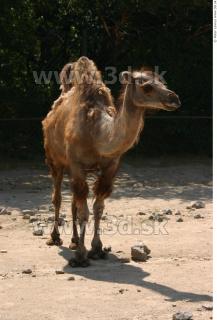 Camel poses 0079