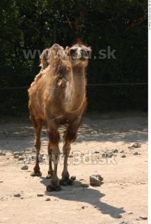 Camel poses 0080