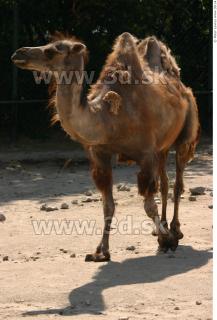 Camel poses 0082