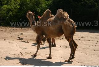 Camel poses 0084