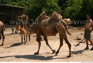 Camel poses 0086