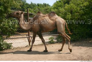 Camel poses 0090