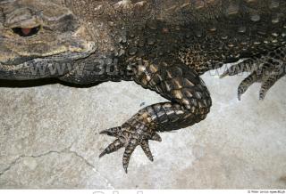 Crocodile 0013