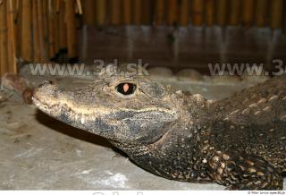 Crocodile 0020