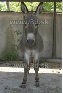 Donkey 0001