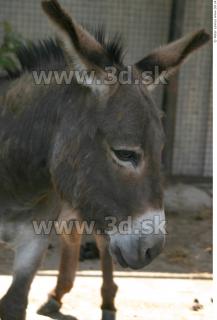 Donkey 0005