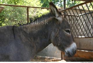 Donkey 0011