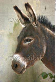 Donkey 0013
